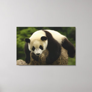 Impressão Em Tela Bebê de panda gigante (Ailuropoda melanoleuca)