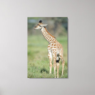 Impressão Em Tela Bebê do girafa de Massai