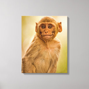 Impressão Em Tela Bebê do Macaque do Rhesus (Macaca Mulatta)   em