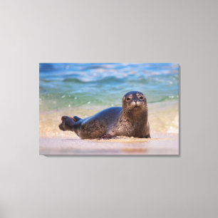 Impressão Em Tela Bebê Harbor Seal na Água