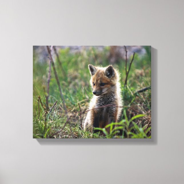 Impressão Em Tela Bebê Red Fox (Frente)