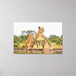 Impressão Em Tela Bebendo Três Leões