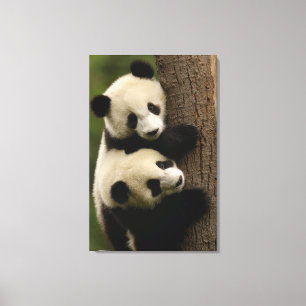 Impressão Em Tela Bebês de panda gigante (Ailuropoda melanoleuca) 2