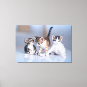 Impressão Em Tela Bebês Mais Pobres 3 Gatinhos Tabby