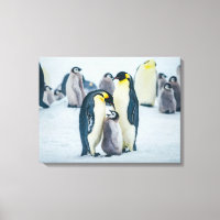 Bebês Mais Pobres | Alimentos para pinguins bebês