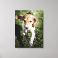 Bebês Mais Pobres | Beagle Puppy