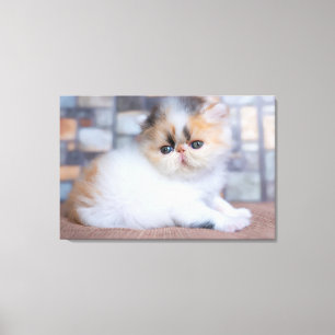 Impressão Em Tela Bebês Mais Pobres Calico Pérsico Kitten