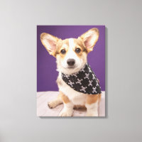 Bebês Mais Pobres | Corgi Puppy Skull Bandana