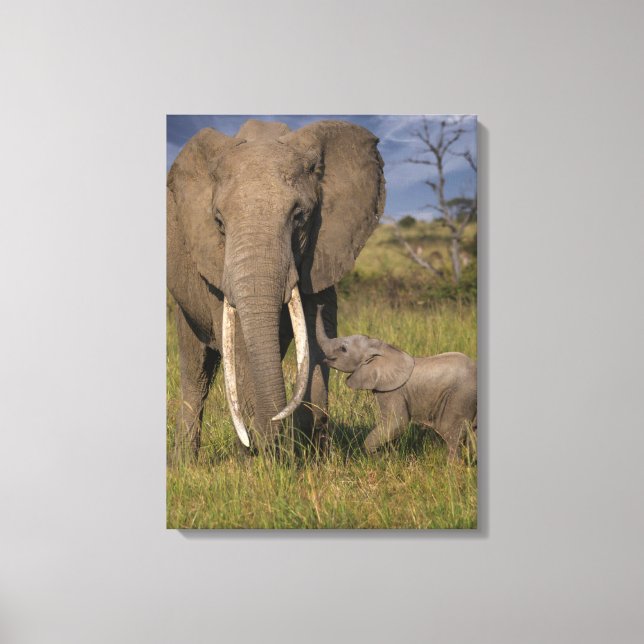 Impressão Em Tela Bebês Mais Pobres | Elefante Amama Com Bebê (Frente)