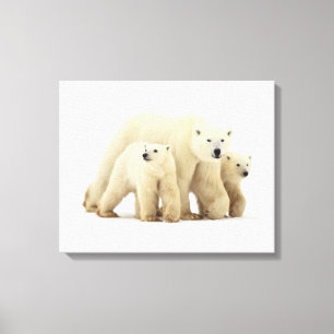 Impressão Em Tela Bebês Mais Pobres   Família de Ursos Polares