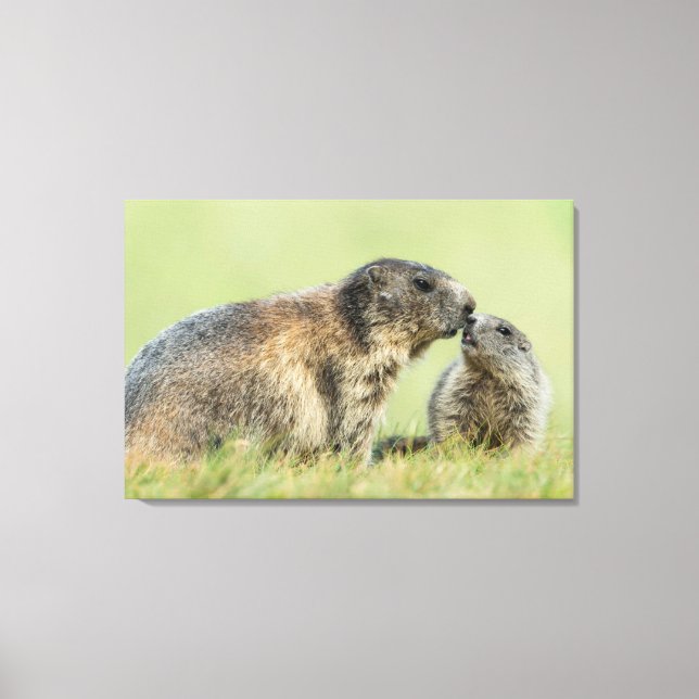 Impressão Em Tela Bebês Mais Pobres | Família Marmot Alpina (Frente)