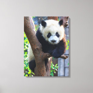 Impressão Em Tela Bebês Mais Pobres Giant Panda Cub