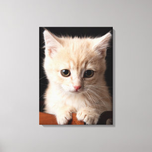 Impressão Em Tela Bebês Mais Pobres Ginger Kitten