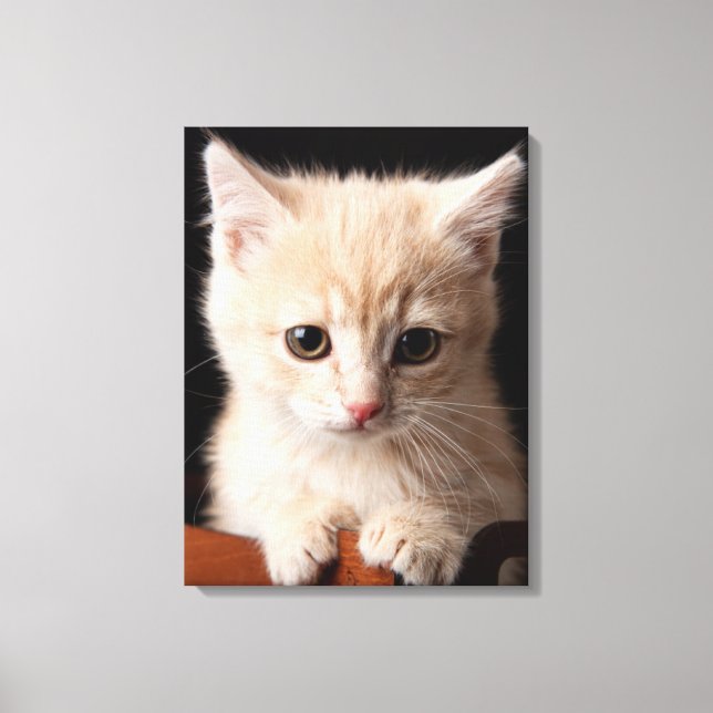 Impressão Em Tela Bebês Mais Pobres | Ginger Kitten (Frente)