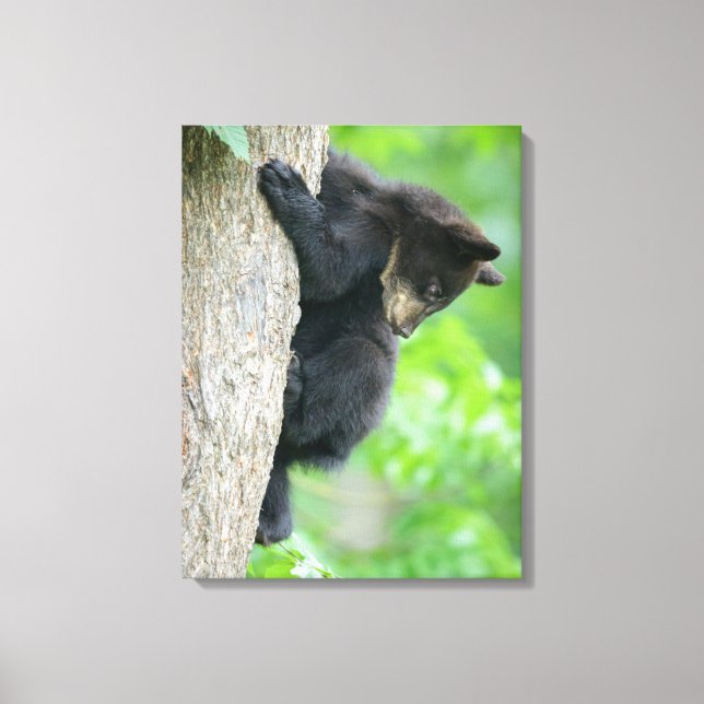 Impressão Em Tela Bebês Mais Pobres | Jovem Urso Negro (Frente)