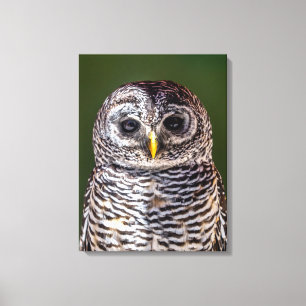 Impressão Em Tela Bebês Mais Pobres Tawny Owl