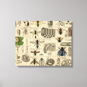 Impressão Em Tela Bee Insect Bug Wasp Natural History Bees
