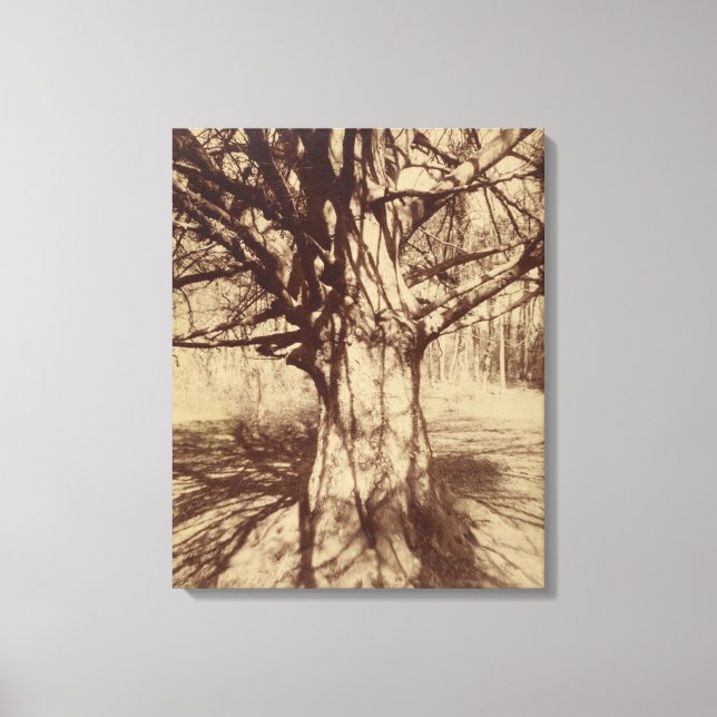 Impressão Em Tela Beech Tree (por Eugène Atget) (Frente)