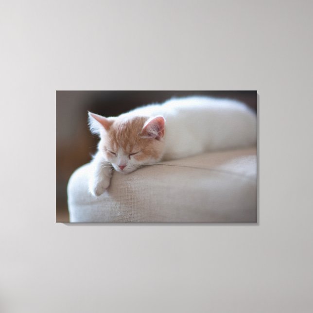 Impressão Em Tela Beige Cansado E Gatinho Branco (Frente)