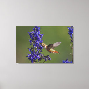 Impressão Em Tela Beija-flor-cinzento