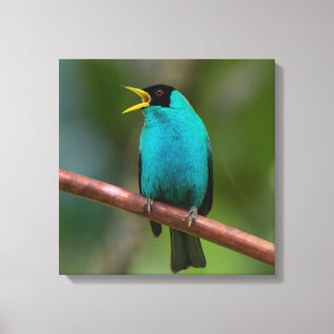 Impressão Em Tela Beija-flor-verde na Costa Rica