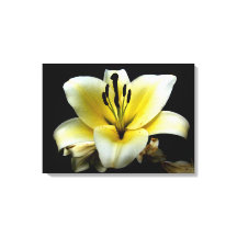 Bela Flor Amarela Elegante em Preto