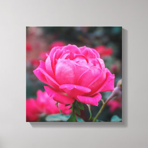 Impressão Em Tela Bela Flor de Rosa Rosa