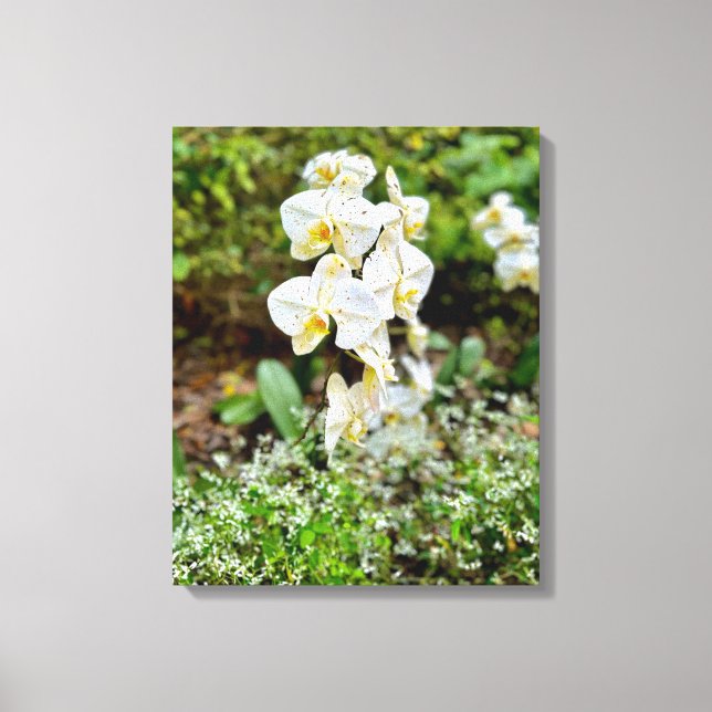 Impressão Em Tela Beleza de Orquídea (Frente)