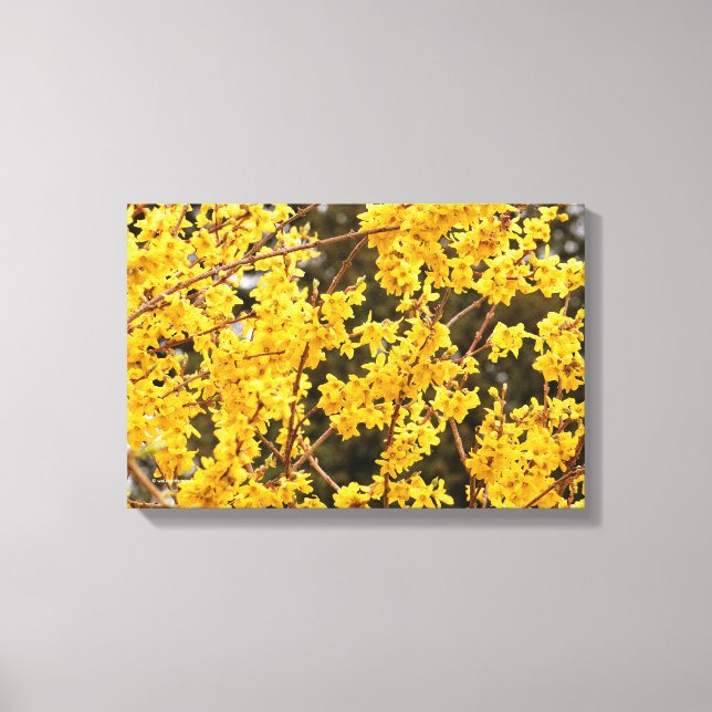Impressão Em Tela Belo Arbusto de Forsythia Dourada (Frente)