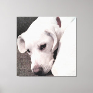 Impressão Em Tela Belo Cachorro Branco preguiçoso elegante