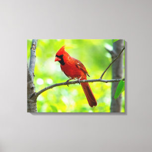 Impressão Em Tela Belo Cardeal Vermelho Brilhante em uma árvore