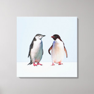 Impressão Em Tela Belo Casal de Pinguins em Azul Periwinkle Claro