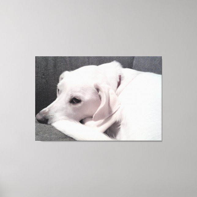 Impressão Em Tela Belo e elegante cão branco refinado (Frente)