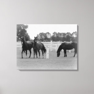 Impressão Em Tela Belos Cavalos/Canvas Molha/Preto e Branco