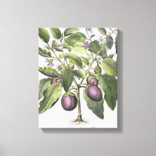 Impressão Em Tela Beringela: Pallido do fructu de Melanzana, 'do Hor