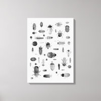 Besouro Preto e Branco