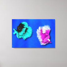 Betta Fish Duo, preto e branco, branco e rosa