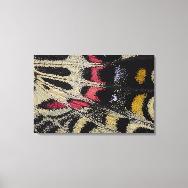 Impressão Em Tela Bhutanitis mansfieldi (Frente)