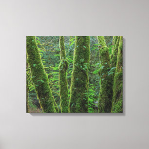 Impressão Em Tela Bigleaf Maple Trees & Ferns Washington State