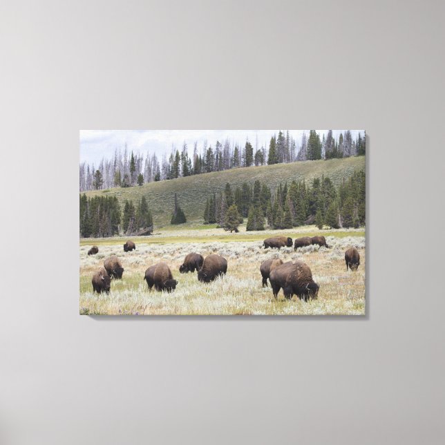 Impressão Em Tela Bison no Vale Hayden de Yellowstone (Frente)