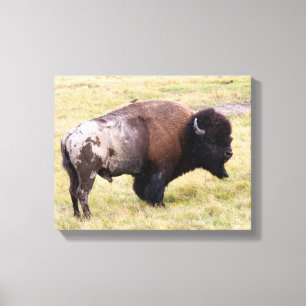 Impressão Em Tela Bisonte empoeirado Bull no parque de Yellowstone