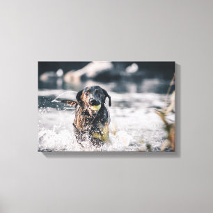 Impressão Em Tela Black Labrador Joga Busca Na Água