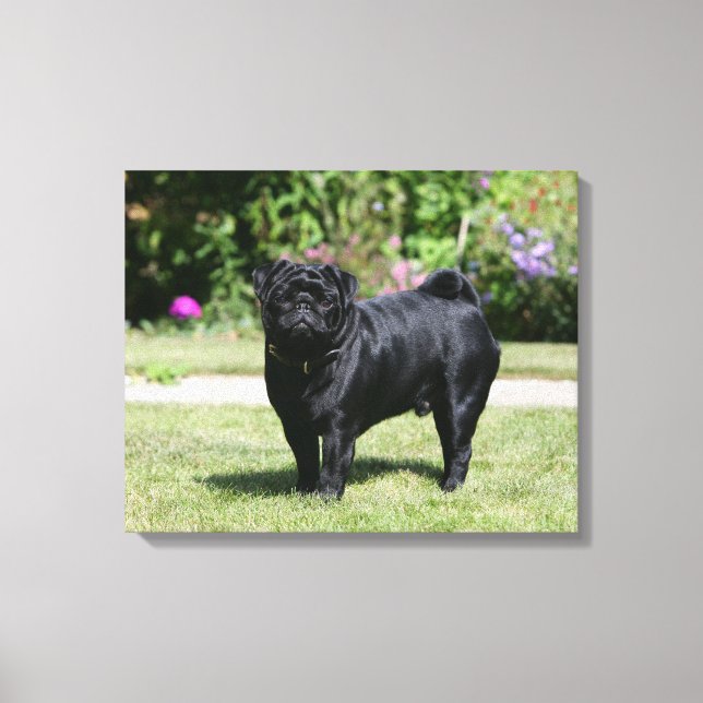 Impressão Em Tela Black Pug em pé olhando para a câmera (Frente)