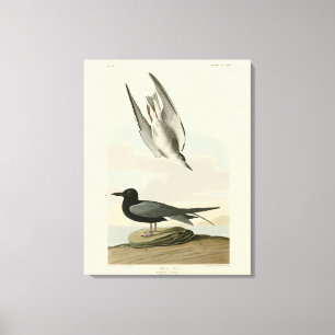 Impressão Em Tela Black Tern from Audubon's Birds of America