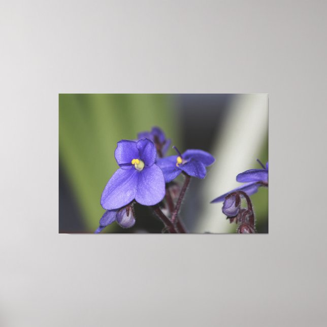 Impressão Em Tela Blogues de Flor Violeta Roxo (Frente)