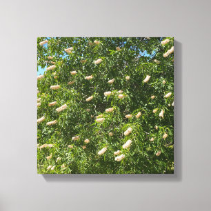 Impressão Em Tela Blooming Buckeye