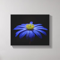 Blue Daisy Gerbera Flower em preto