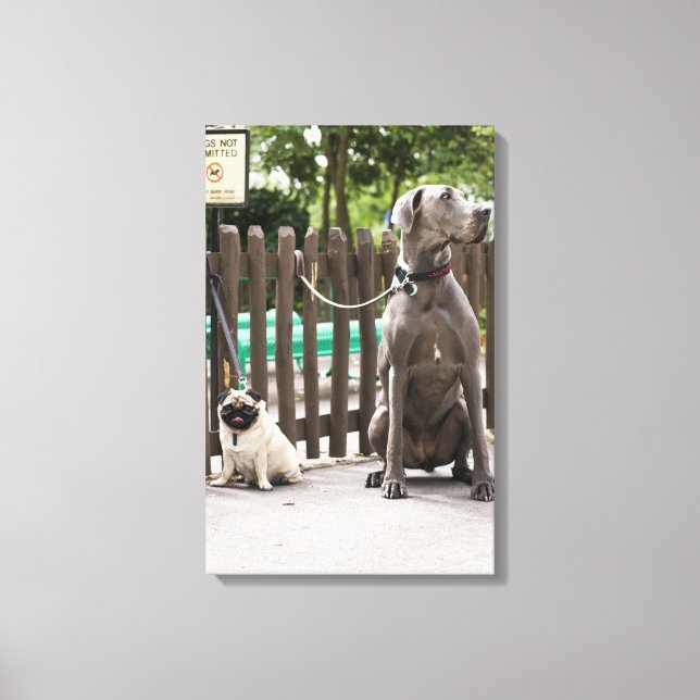 Impressão Em Tela Blue Great Dane e cachorros com coleiras (Frente)