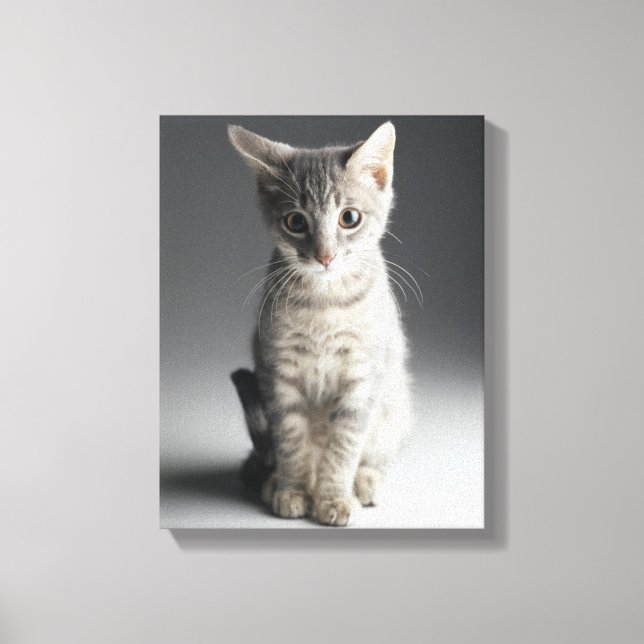 Impressão Em Tela Blue Tabby Kitten (Frente)