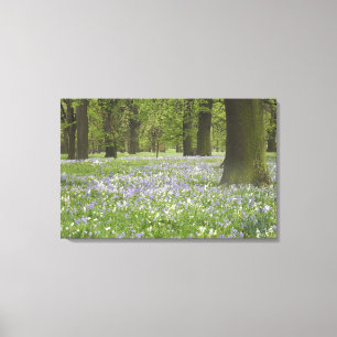 Impressão Em Tela Bluebells and Oak Trees in Primavera, Little Hagle